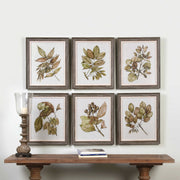 Uttermost Seedlings Botanical Set of 6 Framed Prints