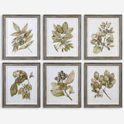 Uttermost Seedlings Botanical Set of 6 Framed Prints
