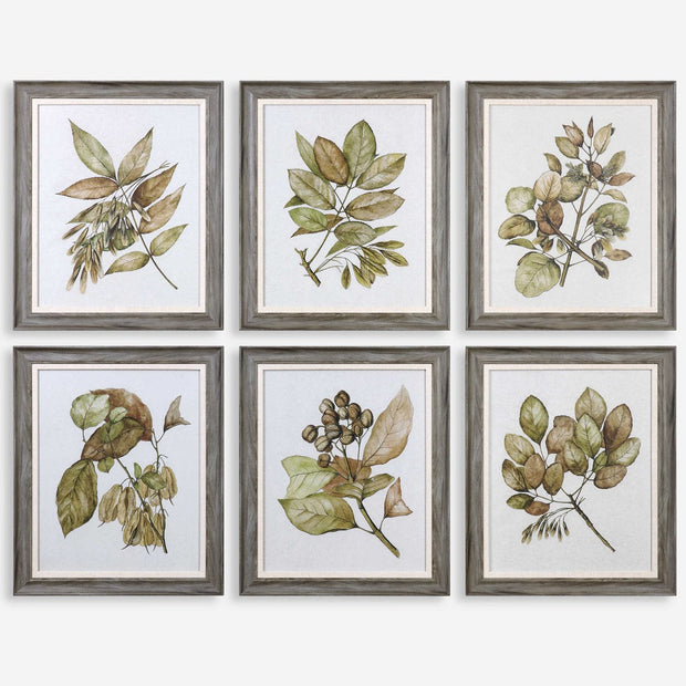 Uttermost Seedlings Botanical Set of 6 Framed Prints