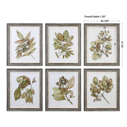 Uttermost Seedlings Botanical Set of 6 Framed Prints