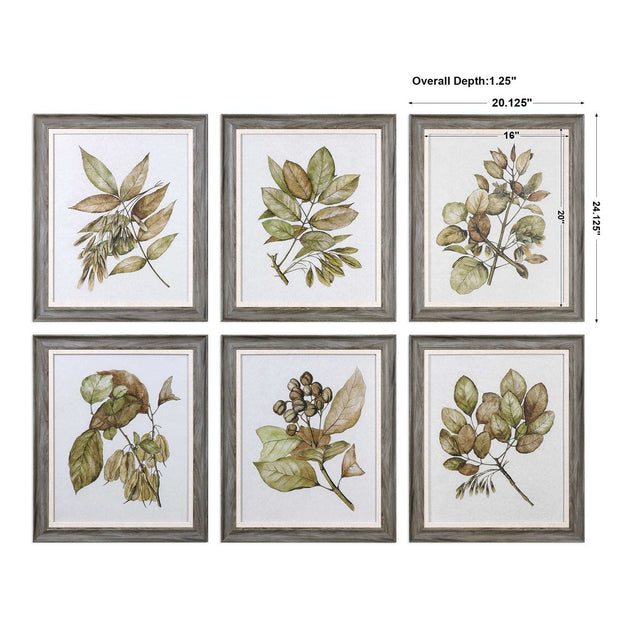 Uttermost Seedlings Botanical Set of 6 Framed Prints
