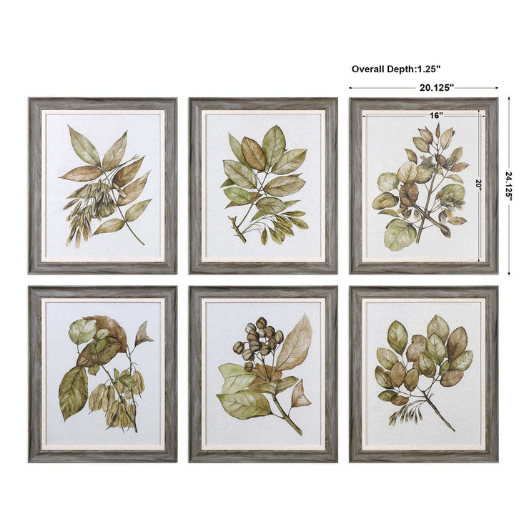Uttermost Seedlings Botanical Set of 6 Framed Prints