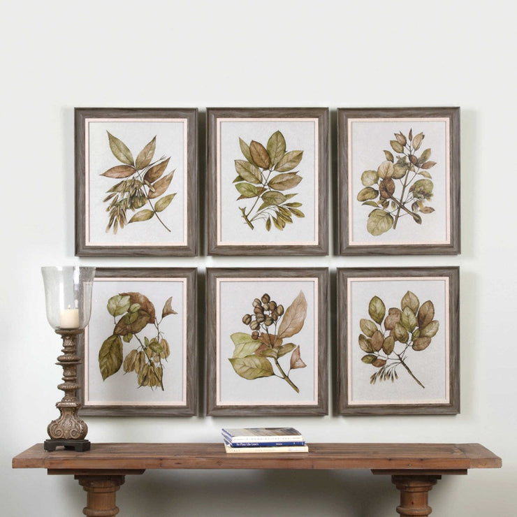 Uttermost Seedlings Botanical Set of 6 Framed Prints
