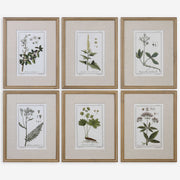 Uttermost Green Floral Botanical Study Set of 6 Framed Prints