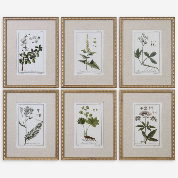 Uttermost Green Floral Botanical Study Set of 6 Framed Prints