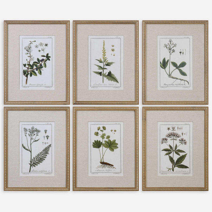 Uttermost Green Floral Botanical Study Set of 6 Framed Prints