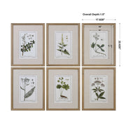 Uttermost Green Floral Botanical Study Set of 6 Framed Prints