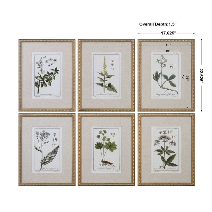 Uttermost Green Floral Botanical Study Set of 6 Framed Prints