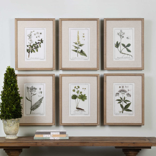 Uttermost Green Floral Botanical Study Set of 6 Framed Prints