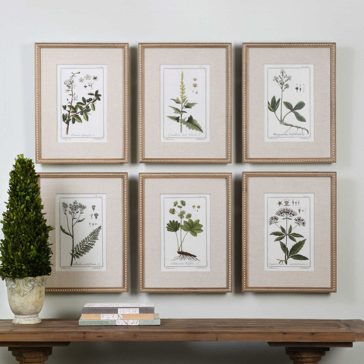 Uttermost Green Floral Botanical Study Set of 6 Framed Prints