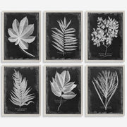 Uttermost Foliage Botanical Black and White Set of 6 Framed Prints