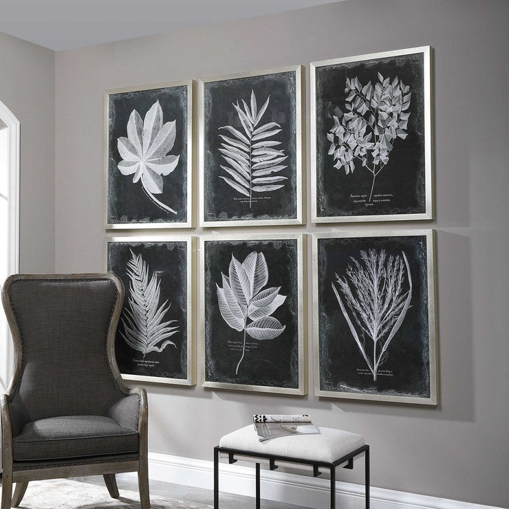 Uttermost Foliage Botanical Black and White Set of 6 Framed Prints