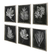 Uttermost Foliage Botanical Black and White Set of 6 Framed Prints