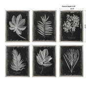 Uttermost Foliage Botanical Black and White Set of 6 Framed Prints