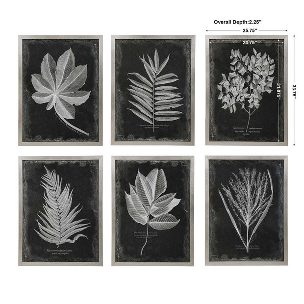 Uttermost Foliage Botanical Black and White Set of 6 Framed Prints