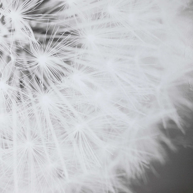 Uttermost Dandelion Seedhead Black and White Framed Print