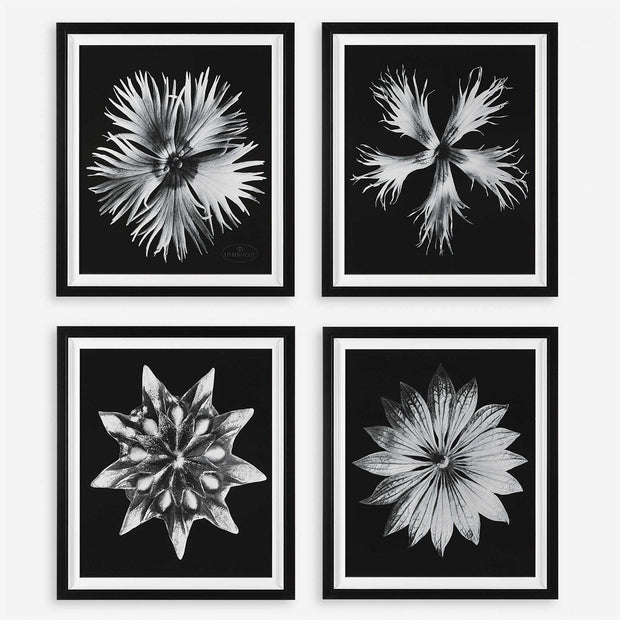 Uttermost Contemporary Black and White Florals Set of 4 Framed Prints,
