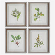 Uttermost Wildflower Study Set of 4 Framed Prints