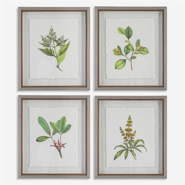 Uttermost Wildflower Study Set of 4 Framed Prints