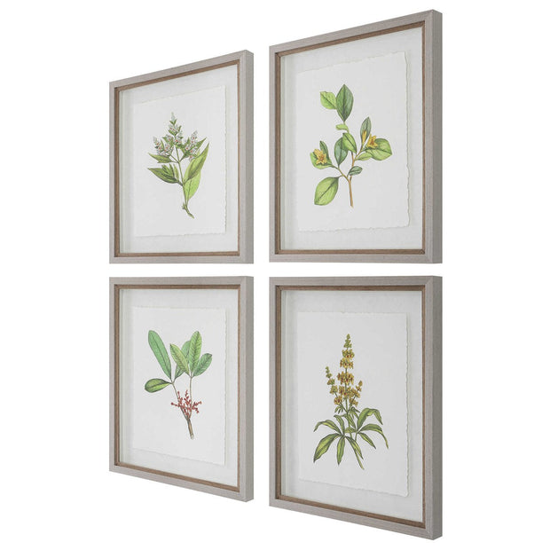 Uttermost Wildflower Study Set of 4 Framed Prints