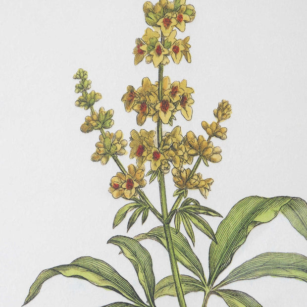 Uttermost Wildflower Study Set of 4 Framed Prints