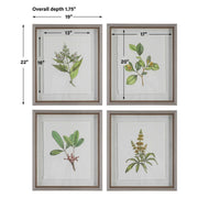 Uttermost Wildflower Study Set of 4 Framed Prints
