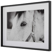 Uttermost Eye Of The Beholder Black and White Horse Framed Print