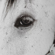 Uttermost Eye Of The Beholder Black and White Horse Framed Print