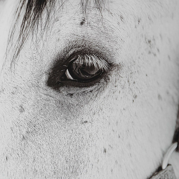 Uttermost Eye Of The Beholder Black and White Horse Framed Print