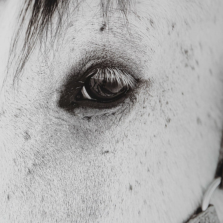 Uttermost Eye Of The Beholder Black and White Horse Framed Print