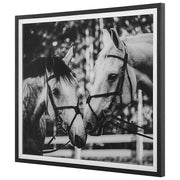 Uttermost Apple Of My Eye Black and White Horses Framed Print