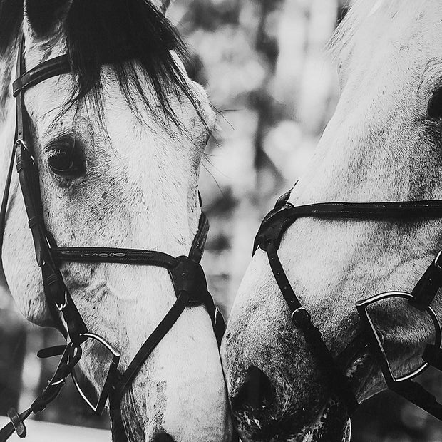 Uttermost Apple Of My Eye Black and White Horses Framed Print