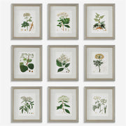 Uttermost Antique Botanicals Set of 9 Framed Prints
