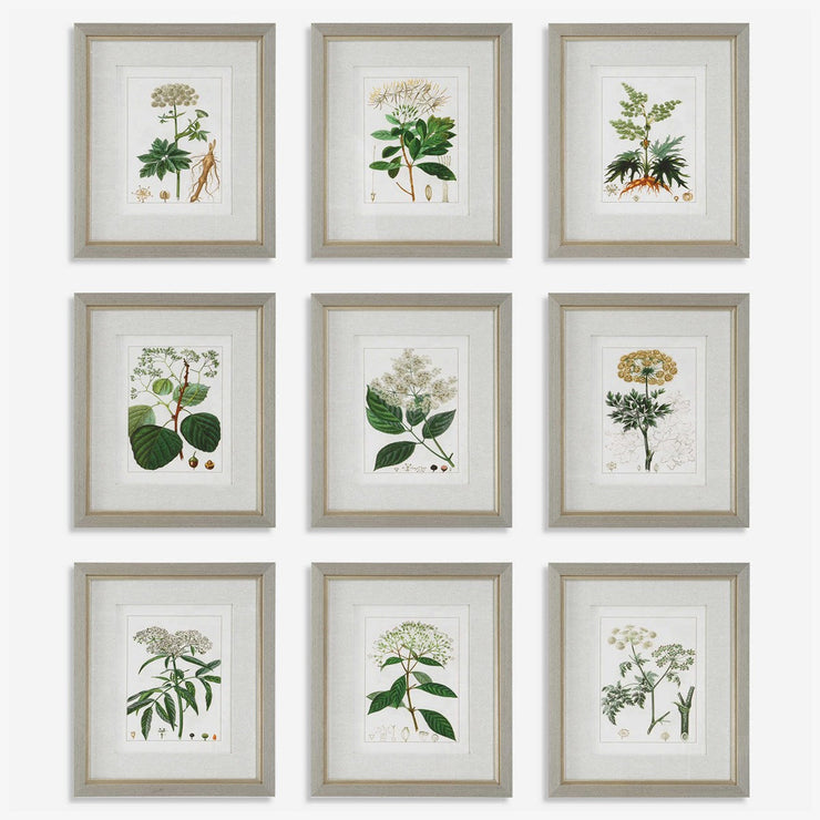 Uttermost Antique Botanicals Set of 9 Framed Prints