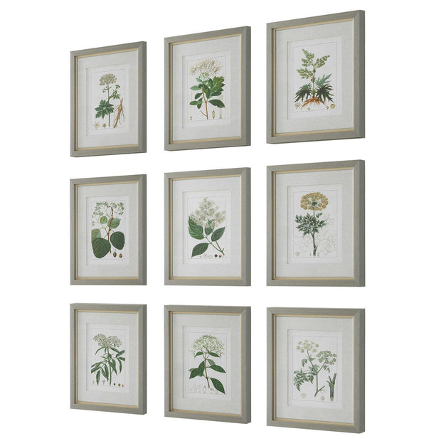 Uttermost Antique Botanicals Set of 9 Framed Prints