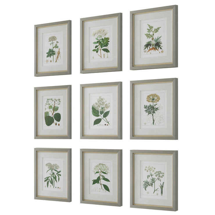 Uttermost Antique Botanicals Set of 9 Framed Prints