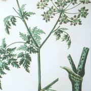 Uttermost Antique Botanicals Set of 9 Framed Prints