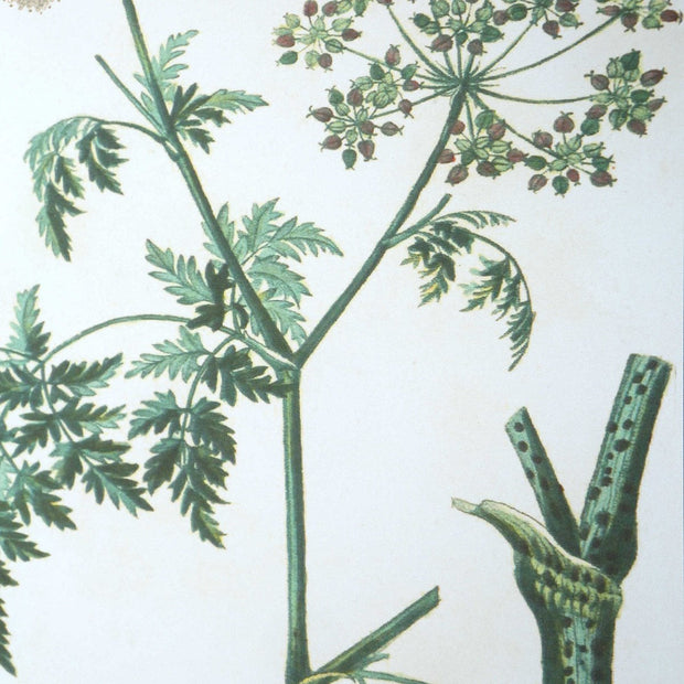 Uttermost Antique Botanicals Set of 9 Framed Prints