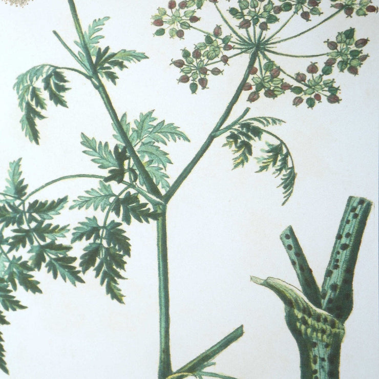 Uttermost Antique Botanicals Set of 9 Framed Prints
