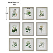 Uttermost Antique Botanicals Set of 9 Framed Prints
