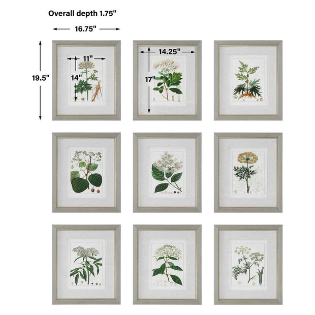 Uttermost Antique Botanicals Set of 9 Framed Prints