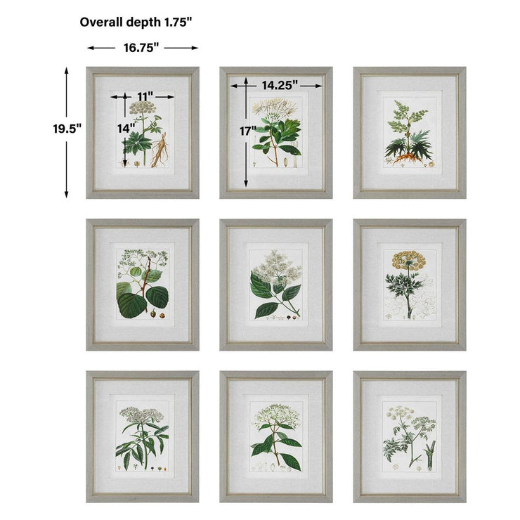 Uttermost Antique Botanicals Set of 9 Framed Prints