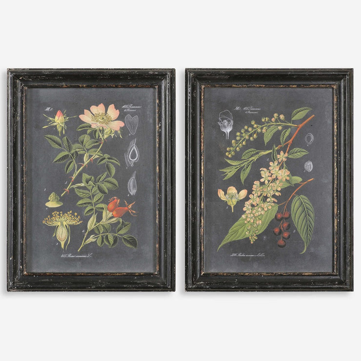 Uttermost Midnight Botanicals Set of 2 Framed Prints