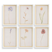 Uttermost Wild Flourish Framed Prints Set Of Six
