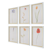 Uttermost Wild Flourish Framed Prints Set Of Six