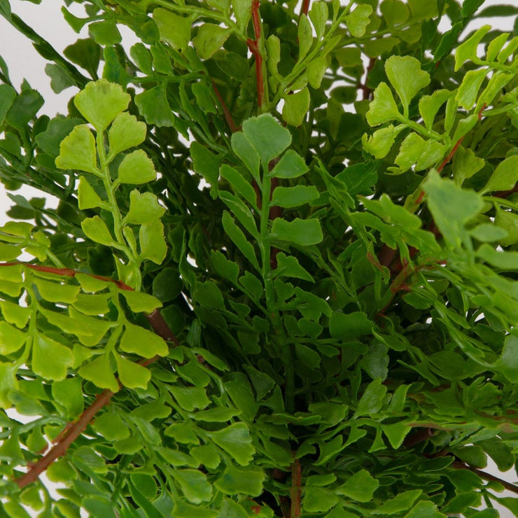 Uttermost Maidenhair Fern Accent Botanicals