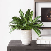 Uttermost Verdure Fern Botanicals