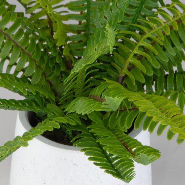 Uttermost Boston Fern Accent Botanicals