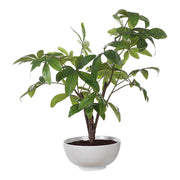 Uttermost Pachira Money Tree Botanicals