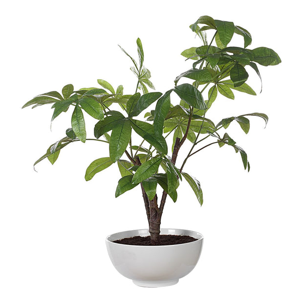 Uttermost Pachira Money Tree Botanicals